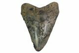 Fossil Megalodon Tooth - Unique Coloration #144301-1